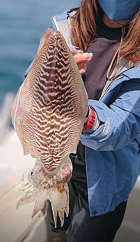 モンゴウイカの釣果