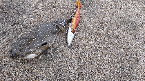 クサフグの釣果