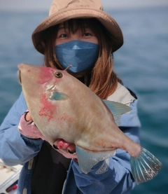 ウマヅラハギの釣果