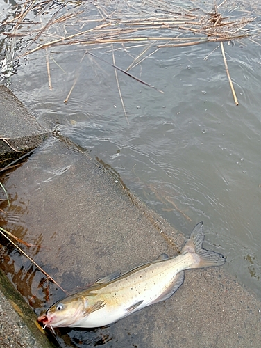 アメリカナマズの釣果