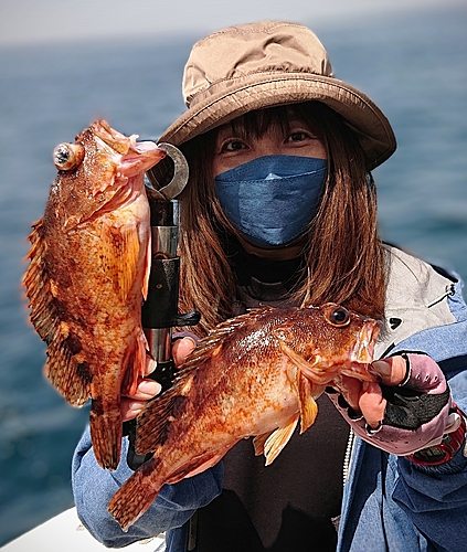 アラカブの釣果