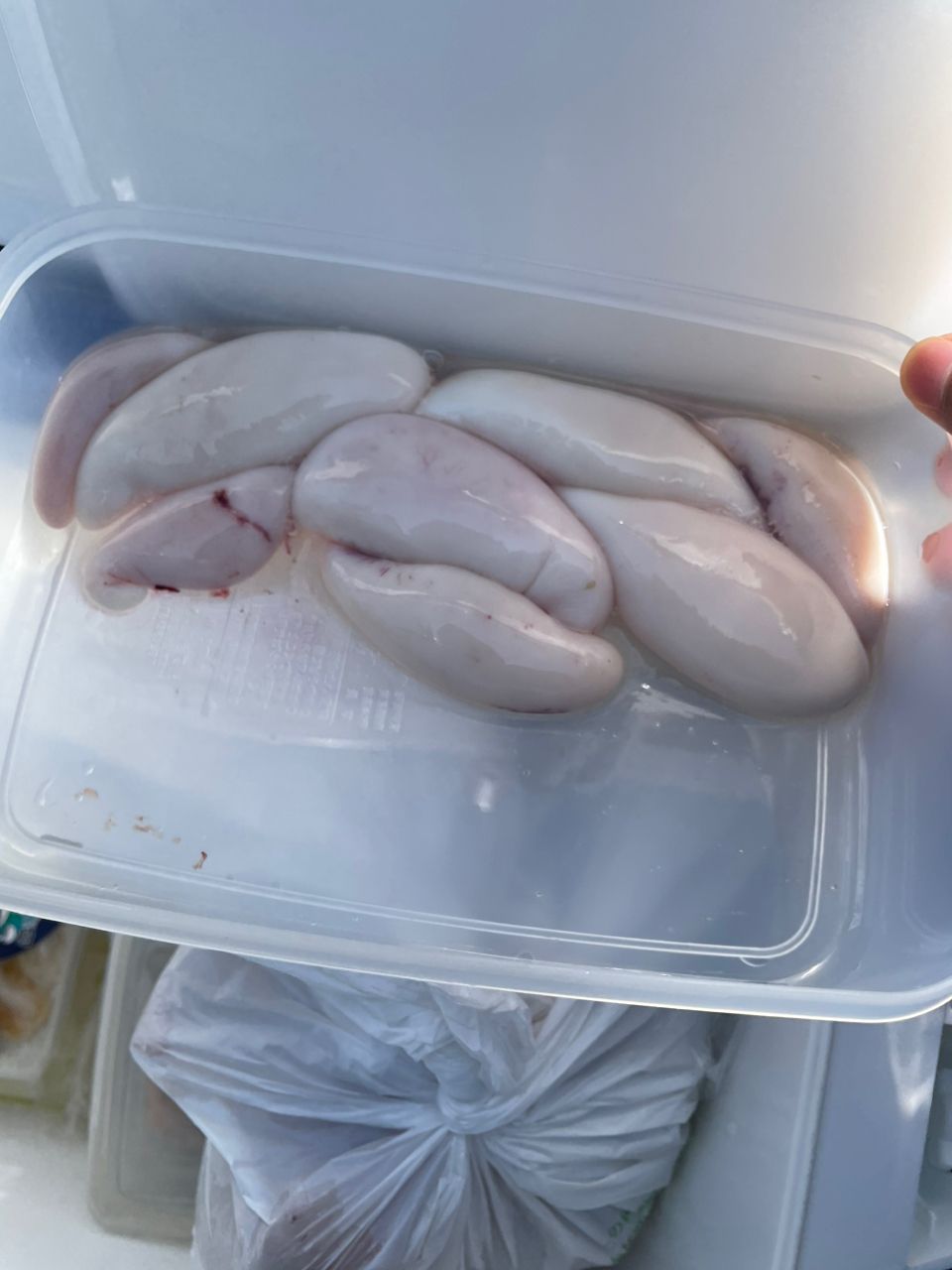 kouhe0110さんの釣果 2枚目の画像