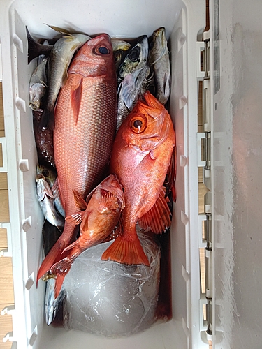 チカメキントキの釣果