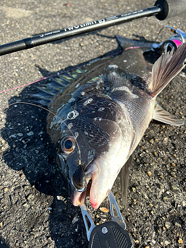 チヌの釣果