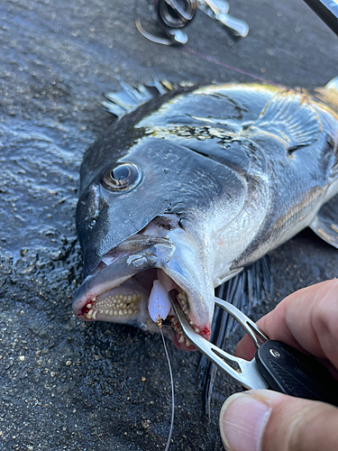 チヌの釣果