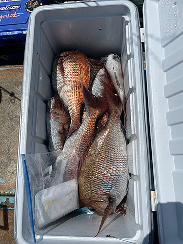 マダイの釣果