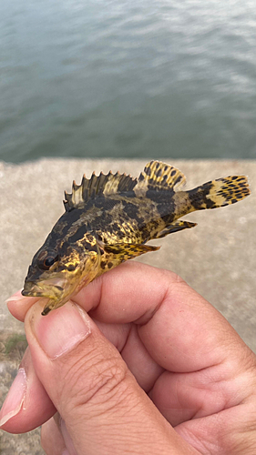 タケノコメバルの釣果