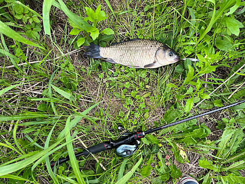 フナの釣果