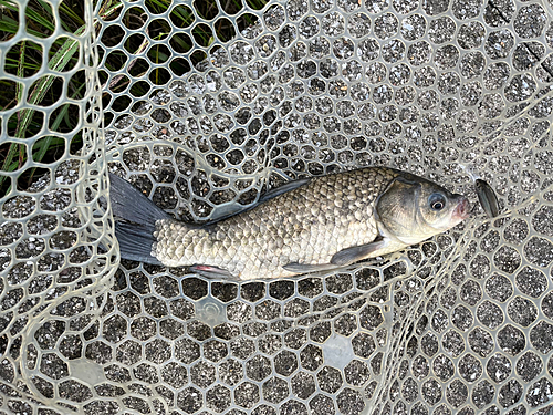 フナの釣果