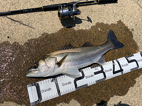 シーバスの釣果