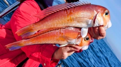 アマダイの釣果