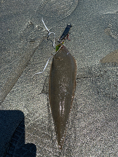 シタビラメの釣果