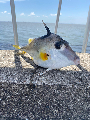 ギマの釣果