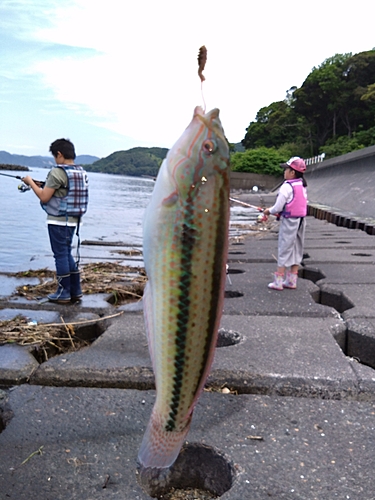 ベラの釣果