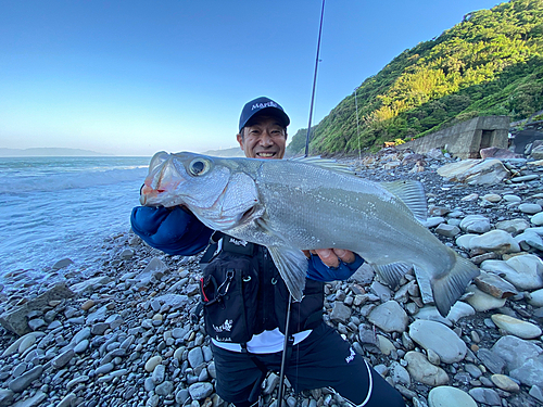 ヒラスズキの釣果