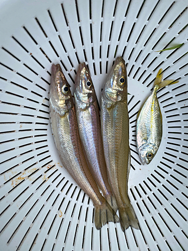 キスの釣果