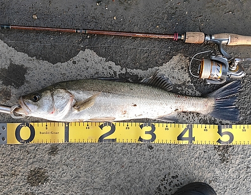 シーバスの釣果