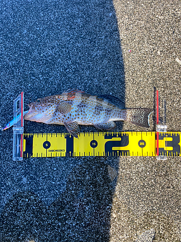 オオモンハタの釣果