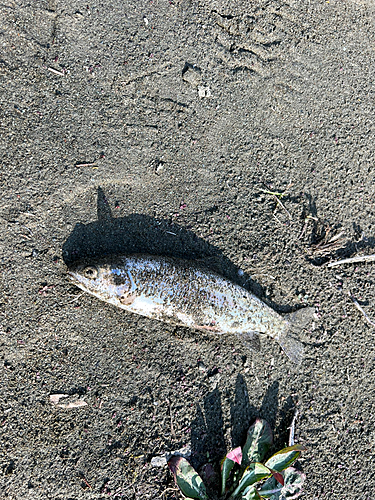 レインボートラウトの釣果