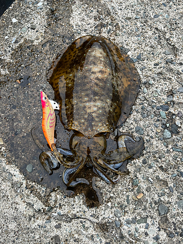 アオリイカの釣果