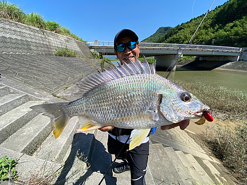 キチヌの釣果