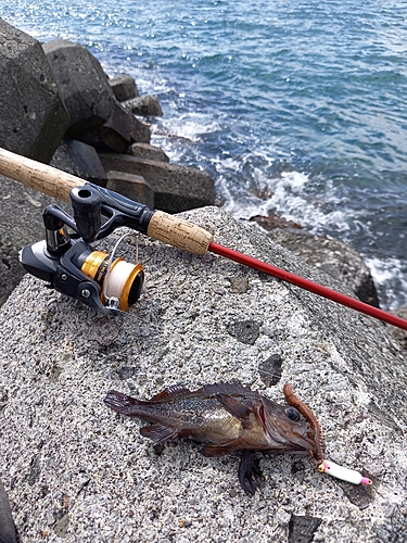 ガヤの釣果