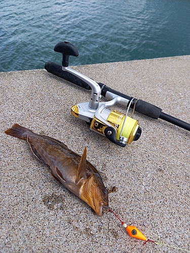 アブラコの釣果