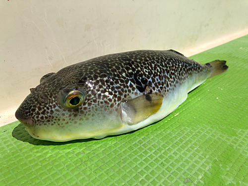 ショウサイフグの釣果