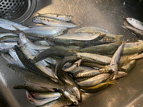 サバの釣果