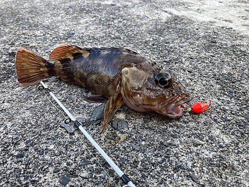 カサゴの釣果