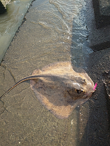 アカエイの釣果