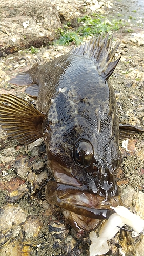 タケノコメバルの釣果