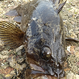 タケノコメバル