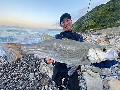 ヒラスズキの釣果