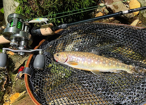 イワナの釣果