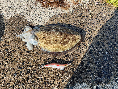 モンゴウイカの釣果