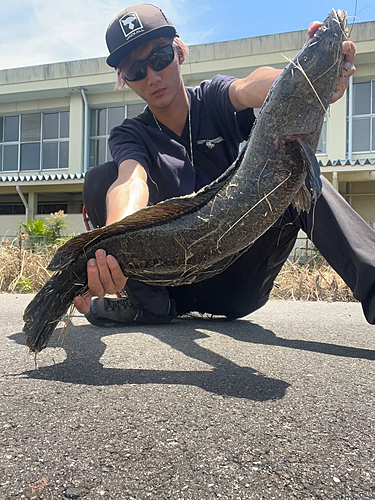 ライギョの釣果