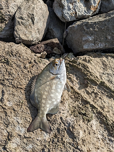 イスズミの釣果