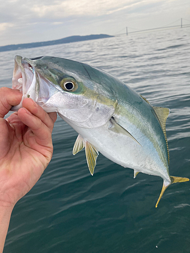 ハマチの釣果