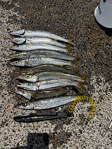 アカカマスの釣果