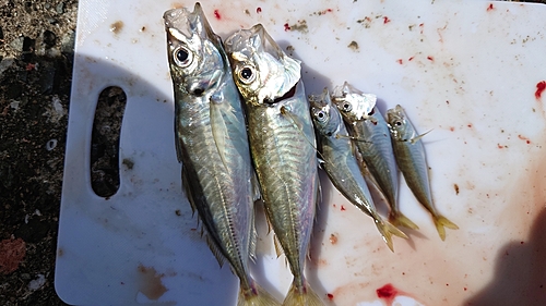 アジの釣果