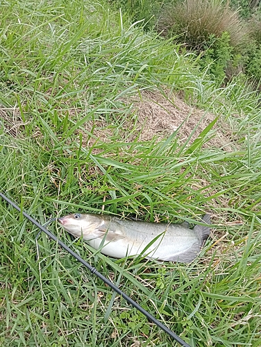 アメリカナマズの釣果