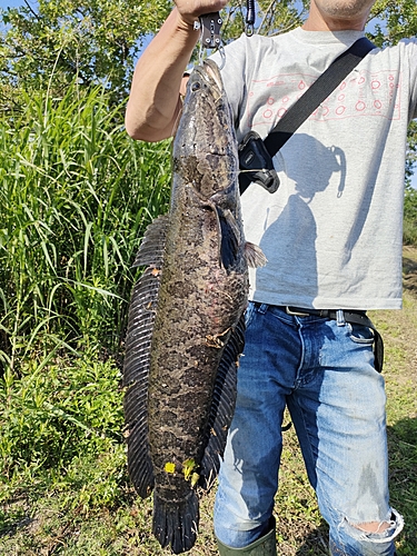 カムルチーの釣果