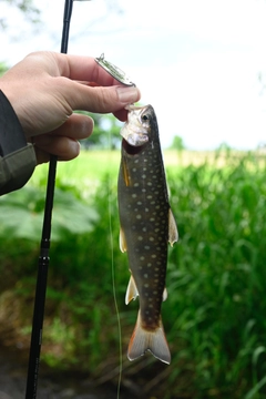 エゾイワナの釣果