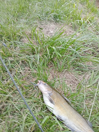 アメリカナマズの釣果