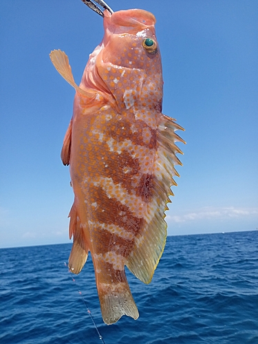 キジハタの釣果