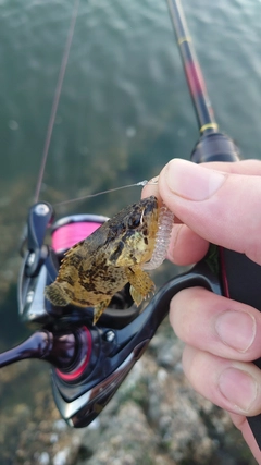タケノコメバルの釣果