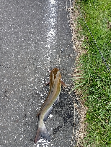 アメリカナマズの釣果