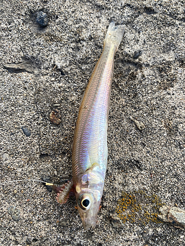 シロギスの釣果