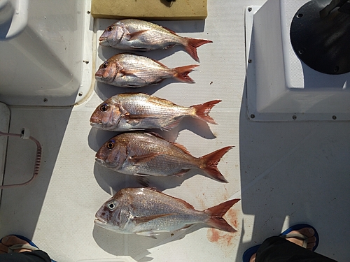 マダイの釣果